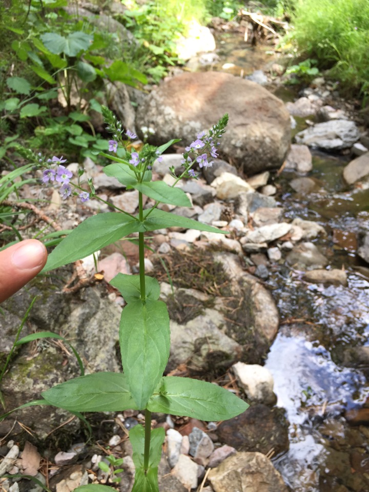 Veronica anagallis-aquatica