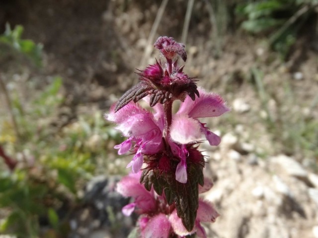 Lamium orientale