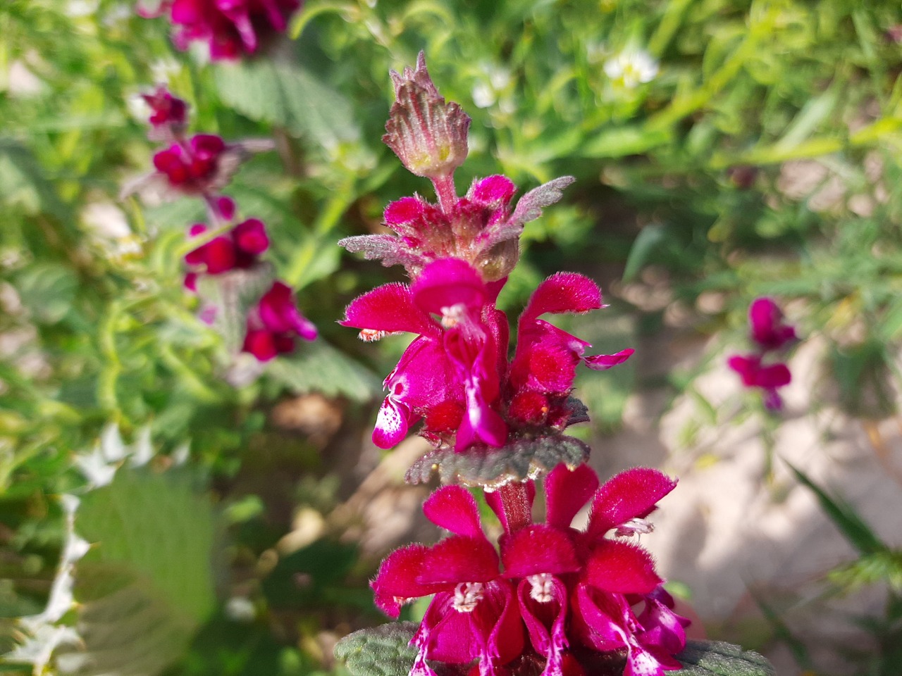 Lamium orientale