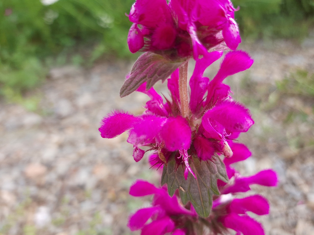 Lamium orientale