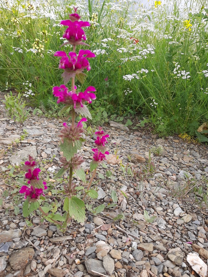 Lamium orientale