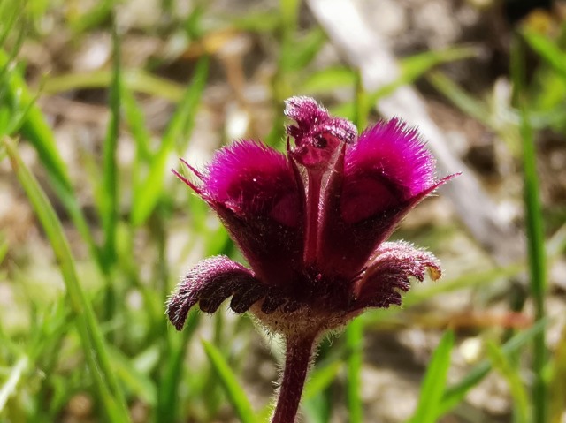 Lamium orientale