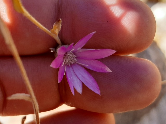 Xeranthemum annuum