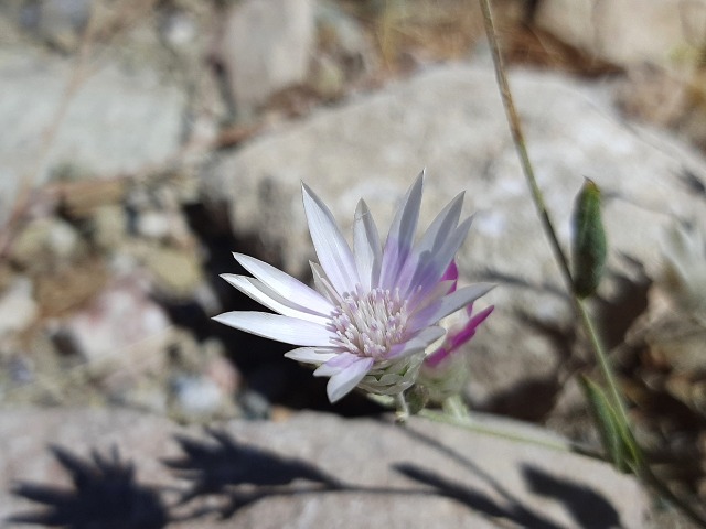 Xeranthemum annuum