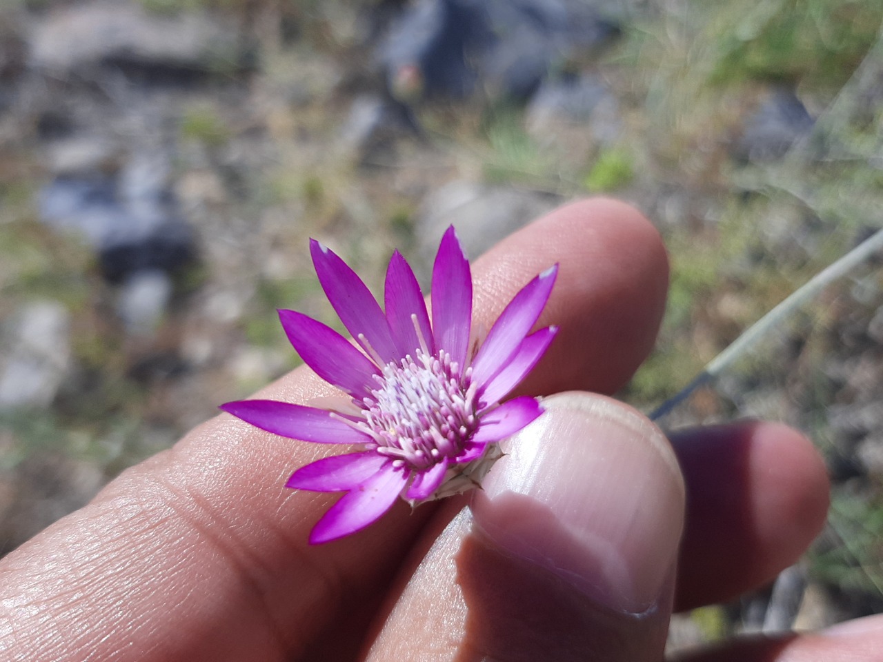 Xeranthemum annuum