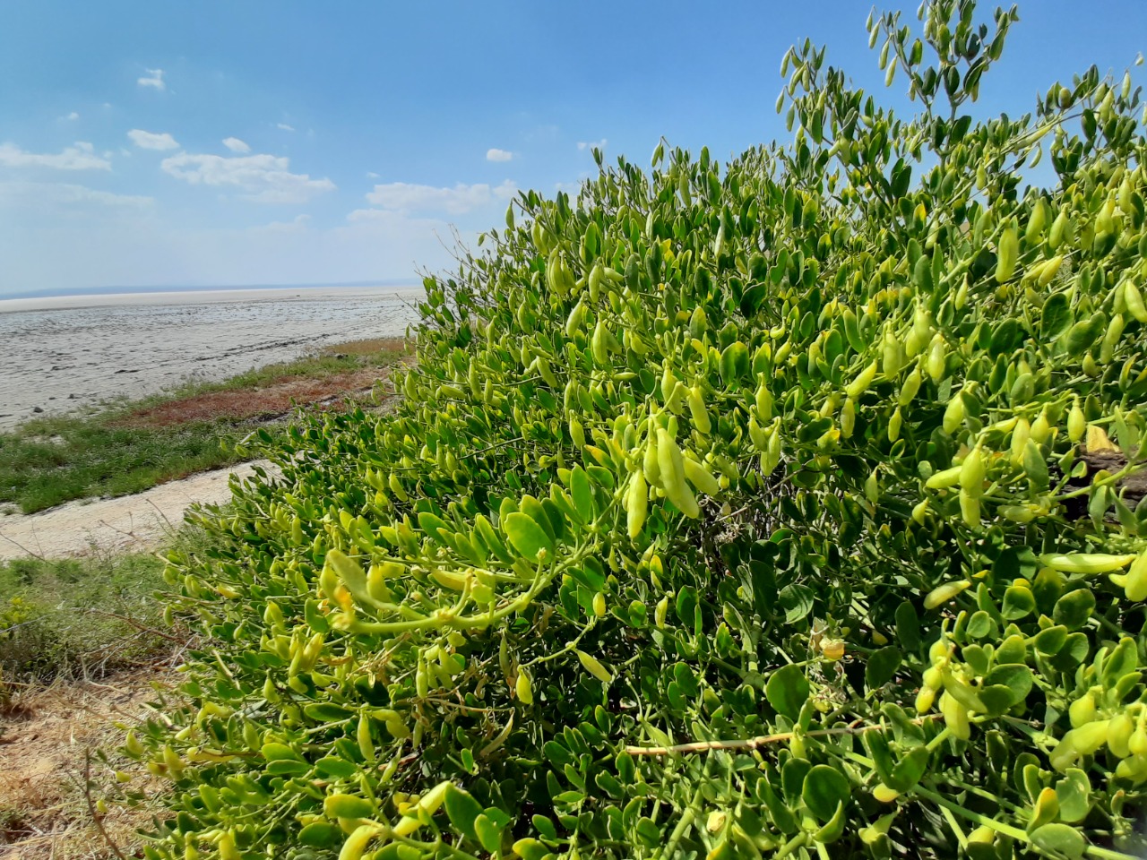 Zygophyllum fabago