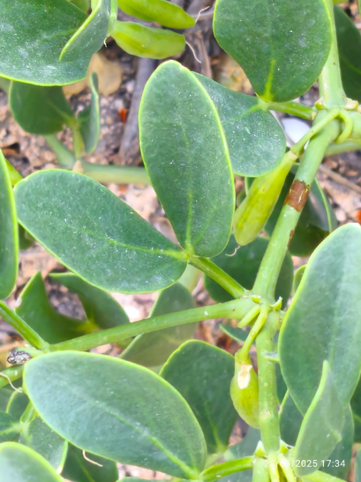 Zygophyllum fabago