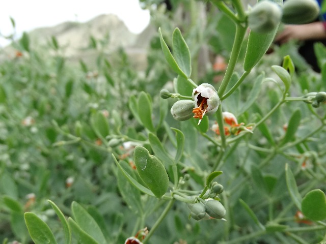 Zygophyllum fabago