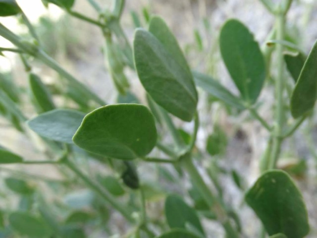 Zygophyllum fabago