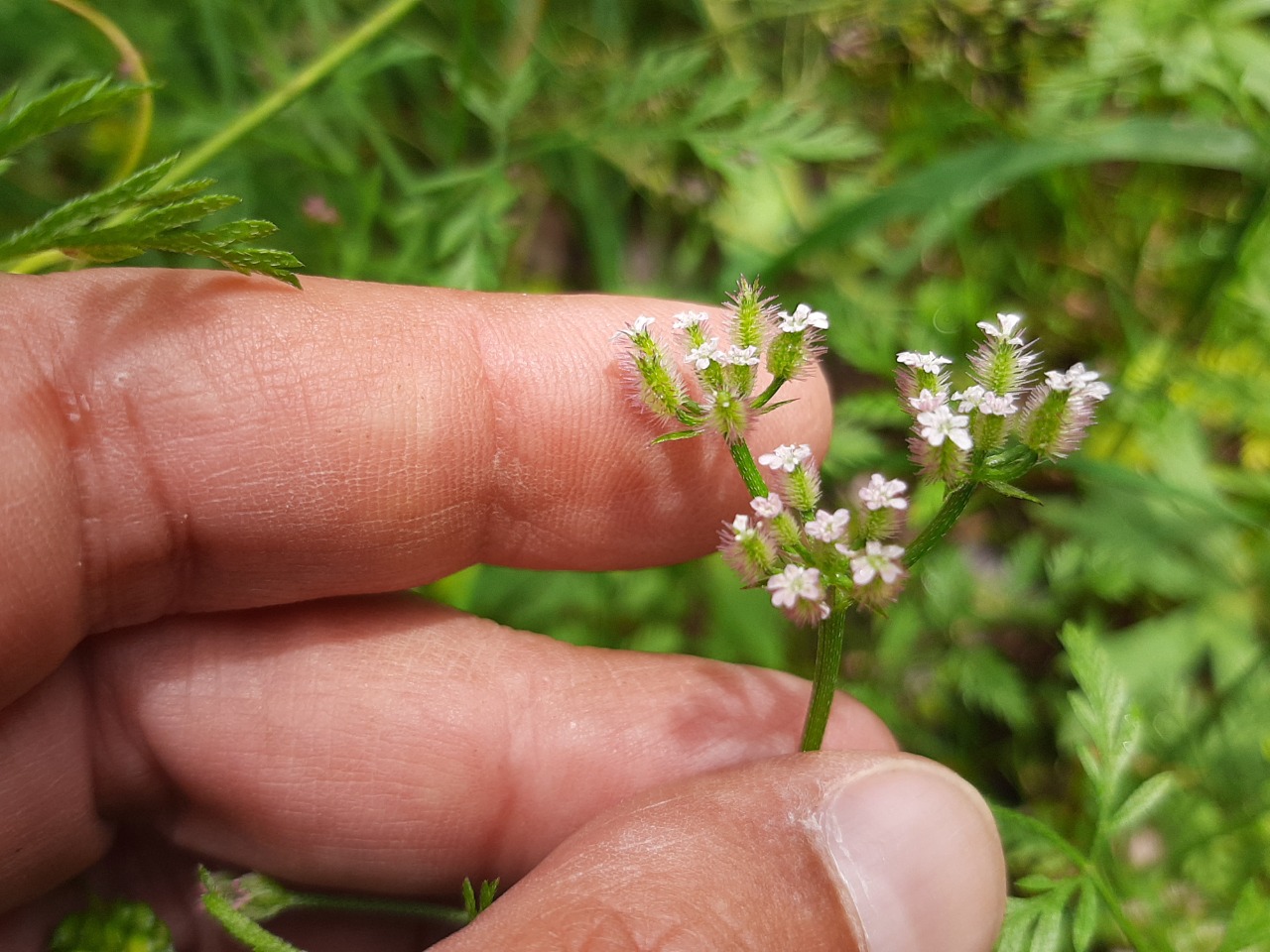 Torilis leptocarpa