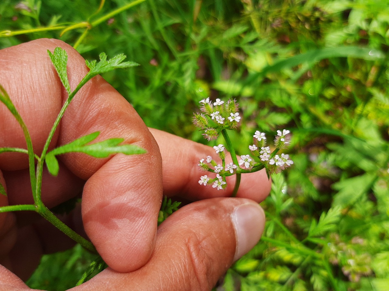 Torilis leptocarpa