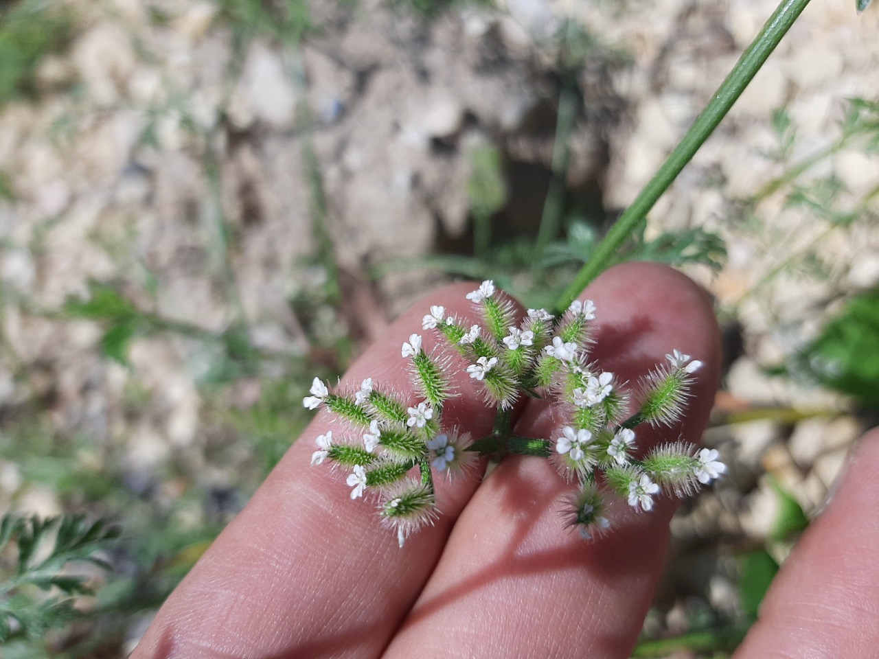 Torilis leptocarpa