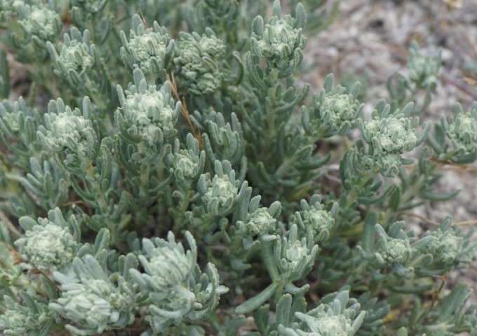 Teucrium polium