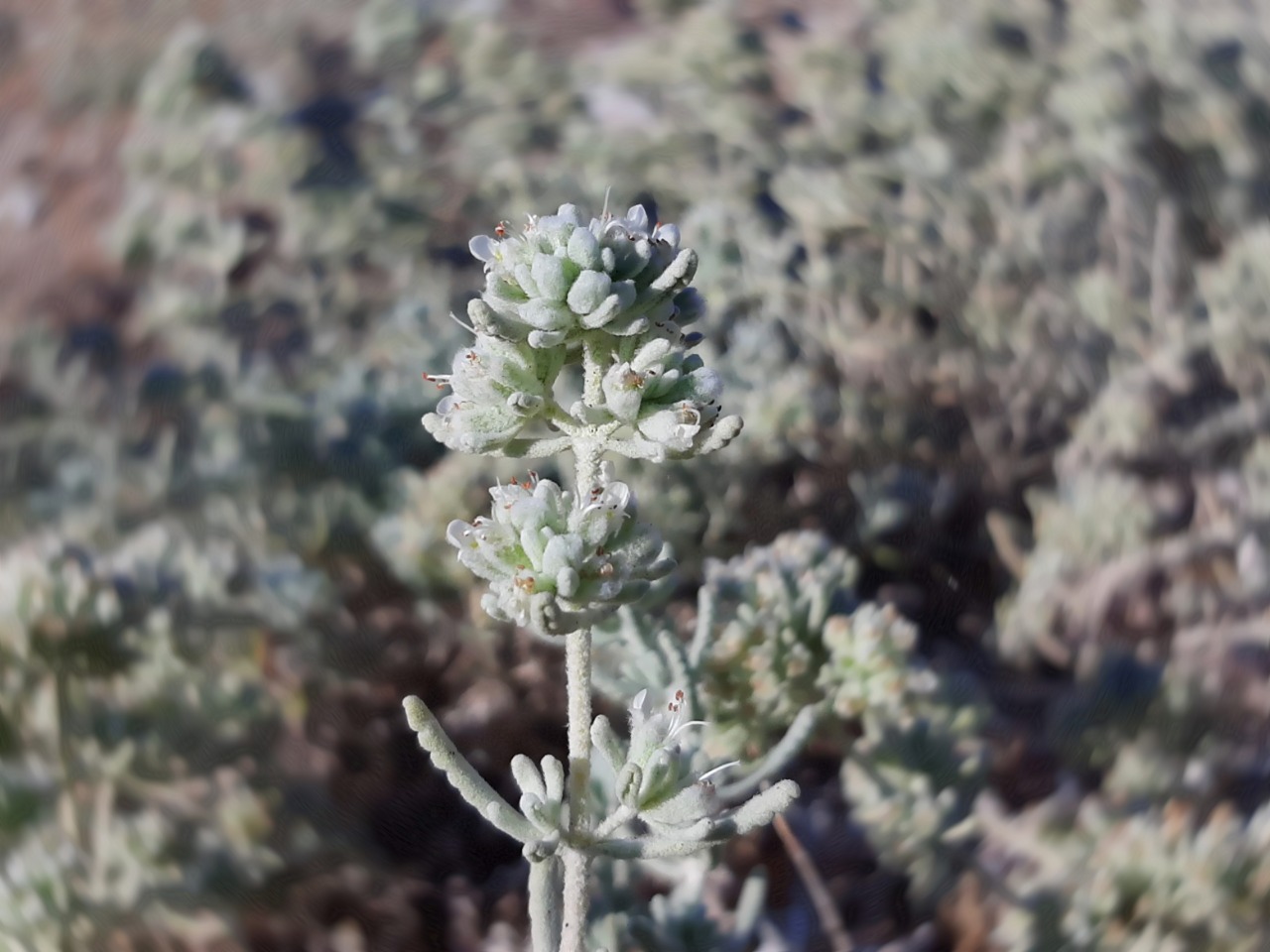 Teucrium polium
