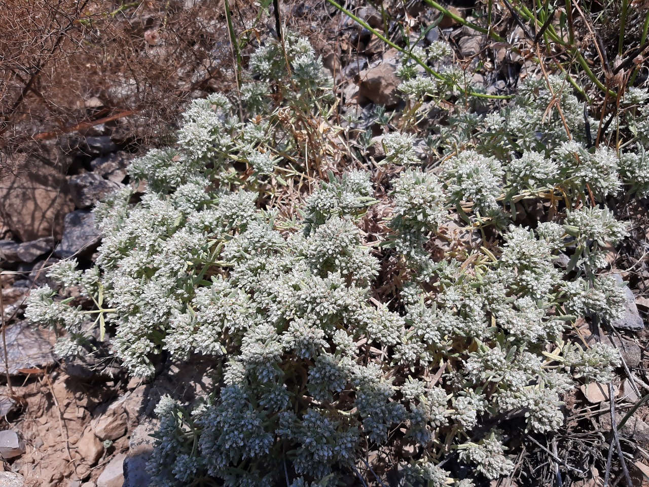 Teucrium polium