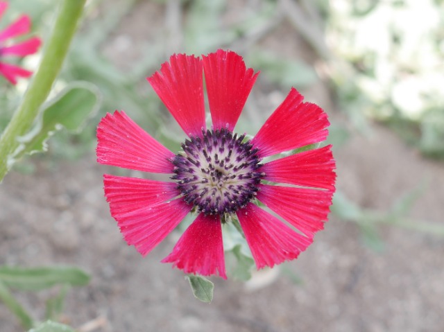 Cyanus tchihatcheffii