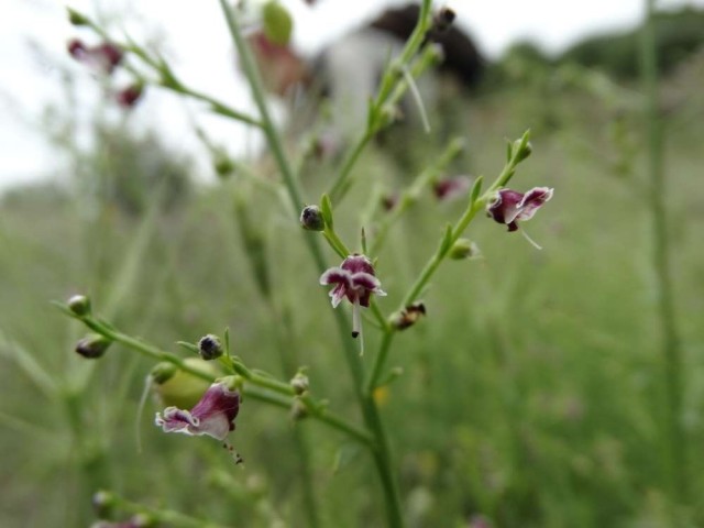 Scrophularia canina subsp. bicolor