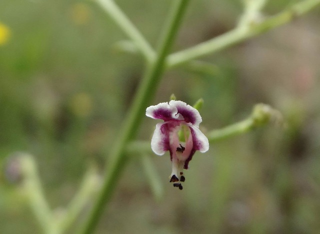 Scrophularia canina subsp. bicolor