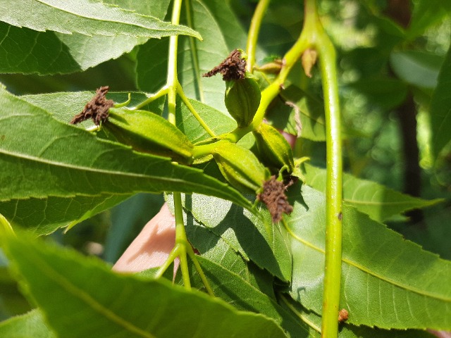 Carya illinoensis 