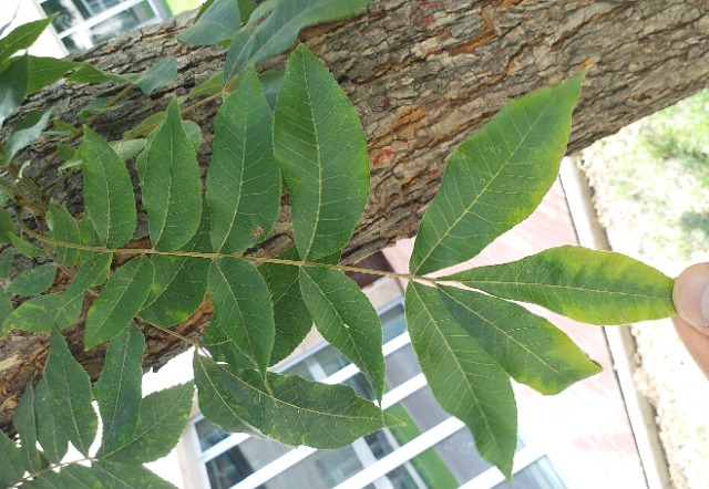 Carya illinoensis 