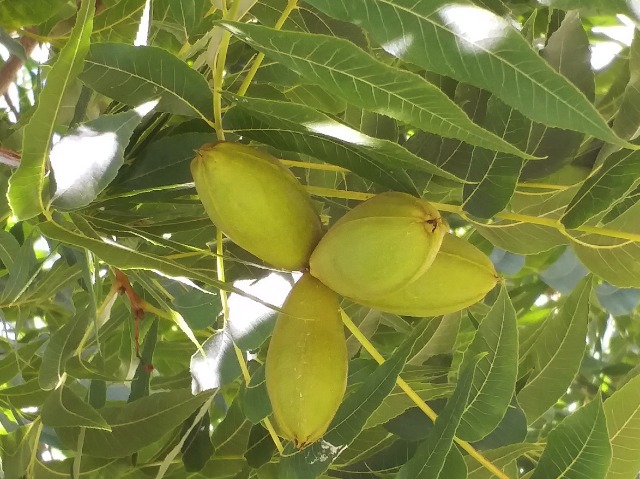 Carya illinoensis 