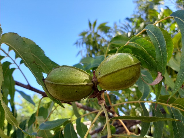 Carya illinoensis 