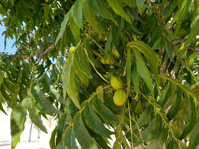 Carya illinoensis 