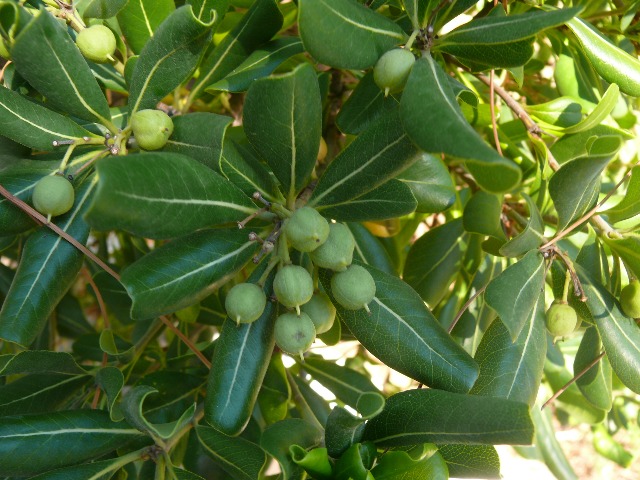 Pittosporum tobira