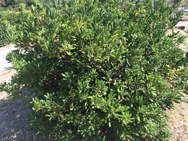 Pittosporum tobira