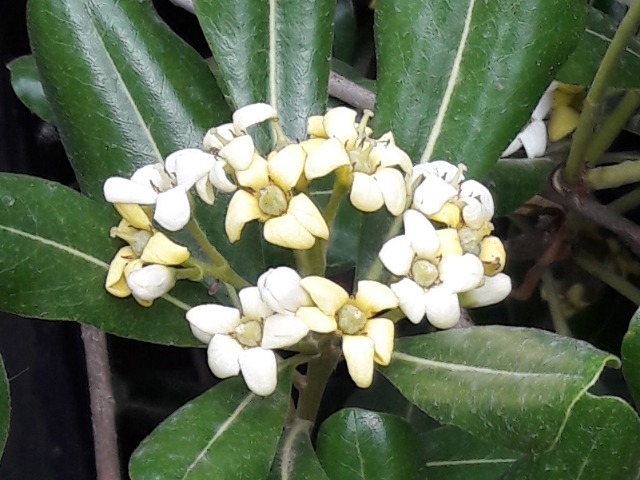 Pittosporum tobira