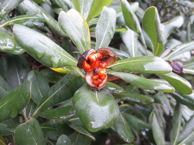 Pittosporum tobira