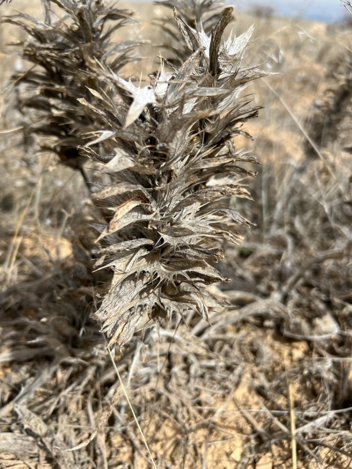 Acanthus hirsutus