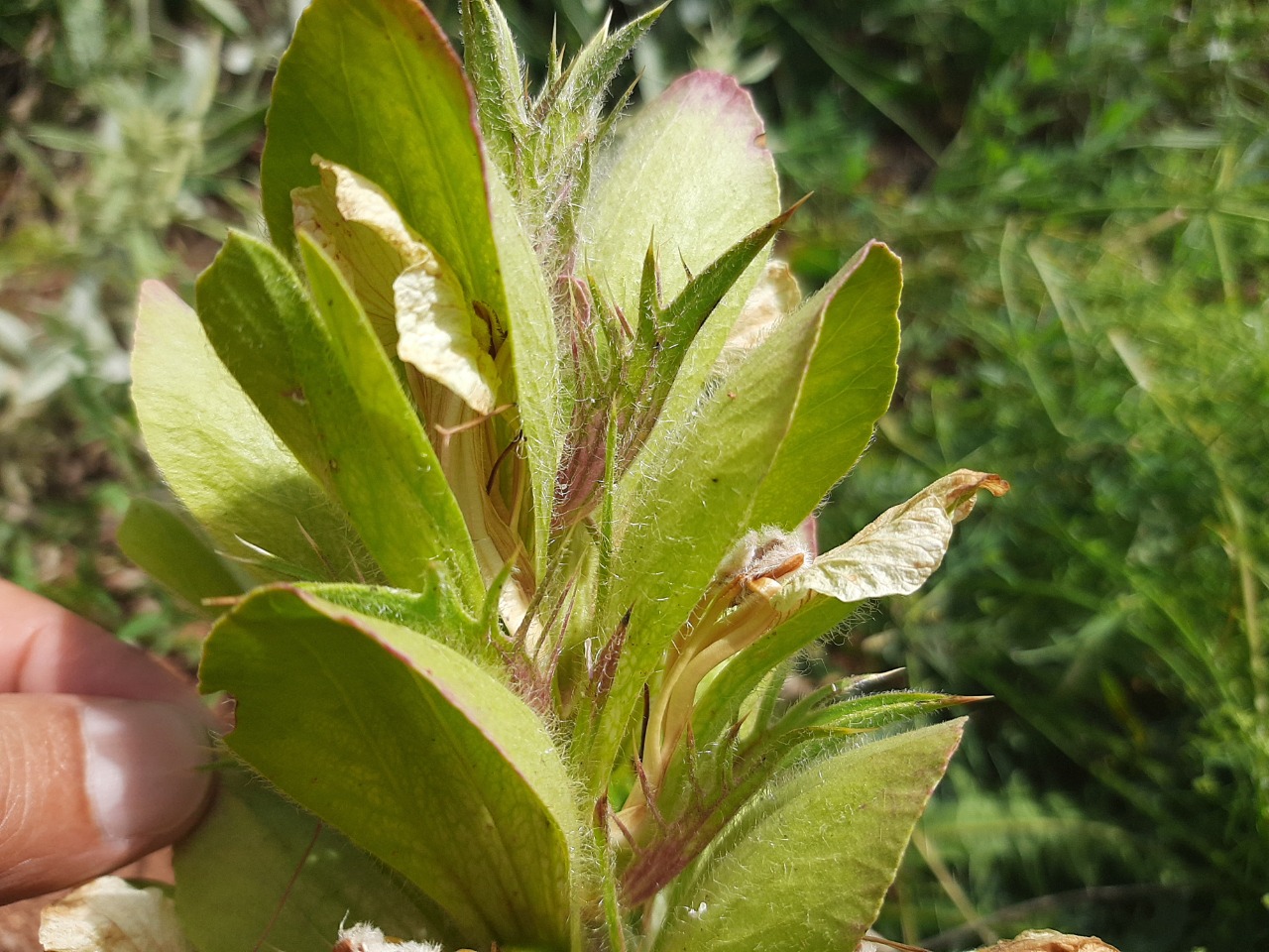 Acanthus hirsutus