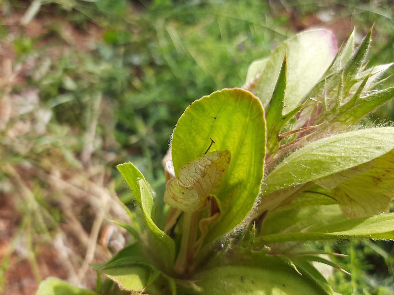 Acanthus hirsutus