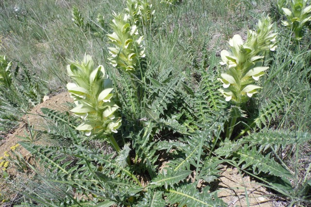 Acanthus hirsutus