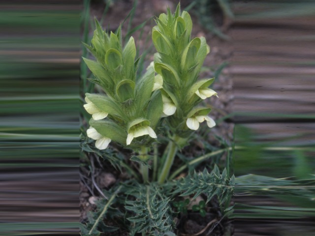 Acanthus hirsutus