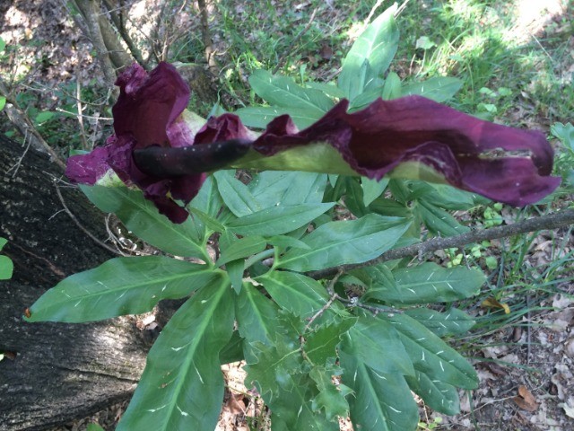 Dracunculus vulgaris