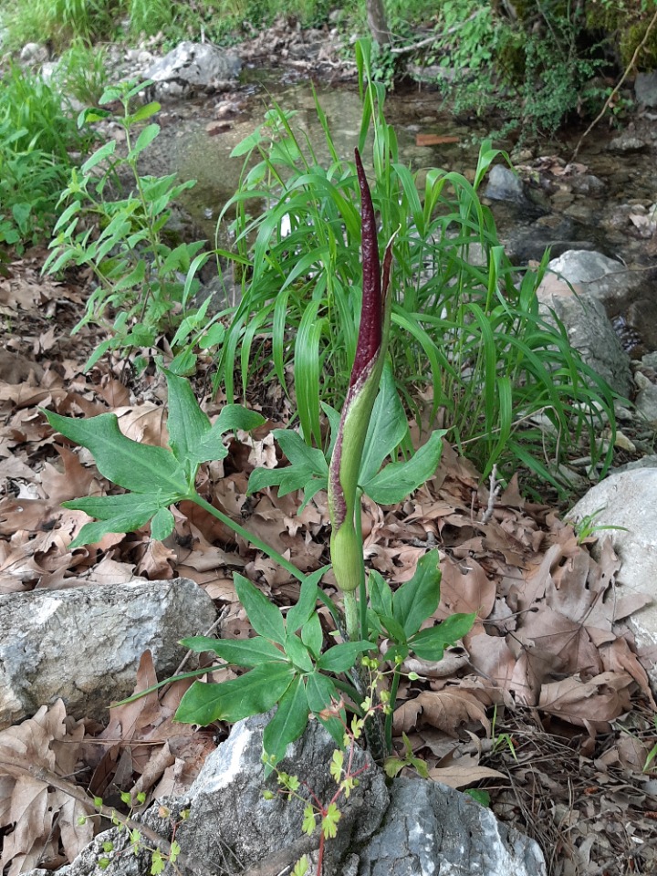 Dracunculus vulgaris