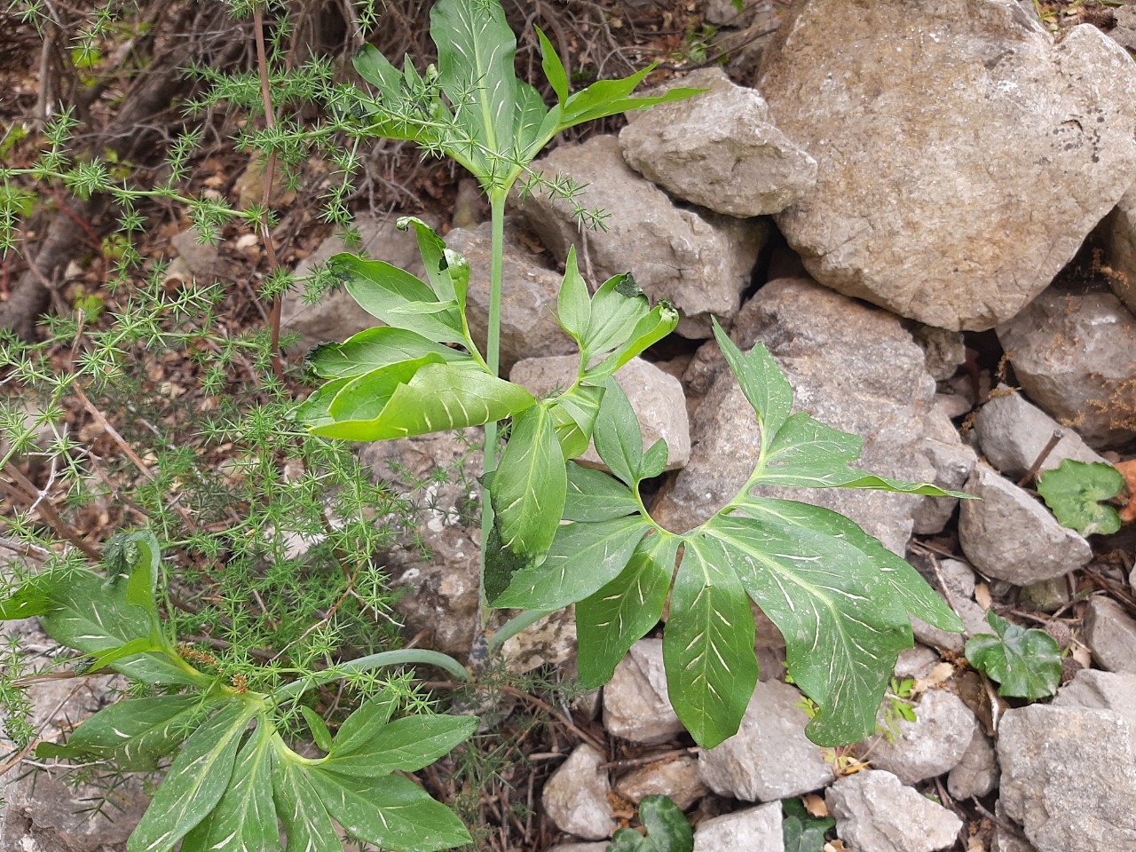 Dracunculus vulgaris