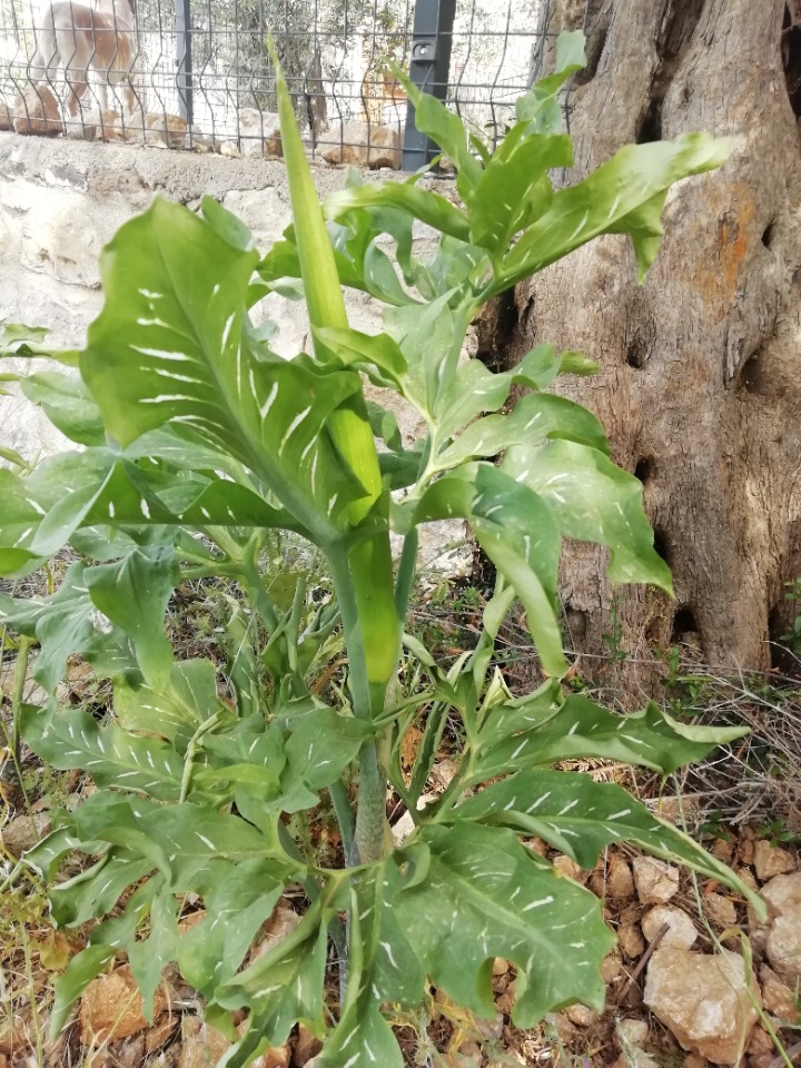 Dracunculus vulgaris