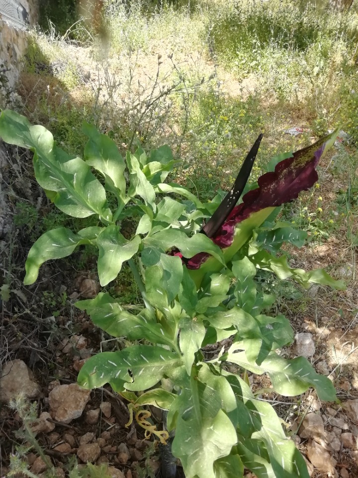 Dracunculus vulgaris