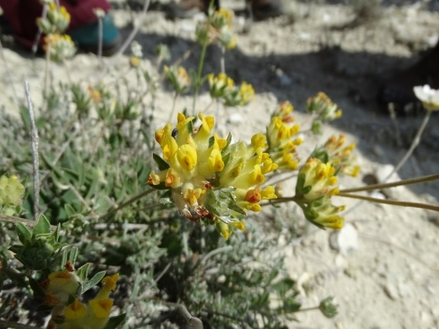 Anthyllis vulneraria