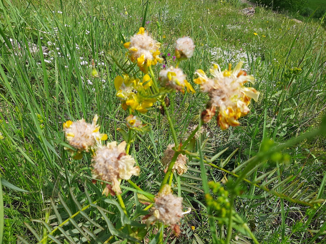 Anthyllis vulneraria
