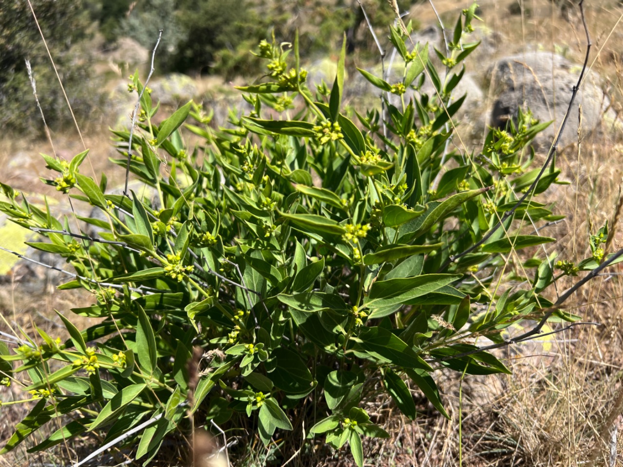 Vincetoxicum tmoleum