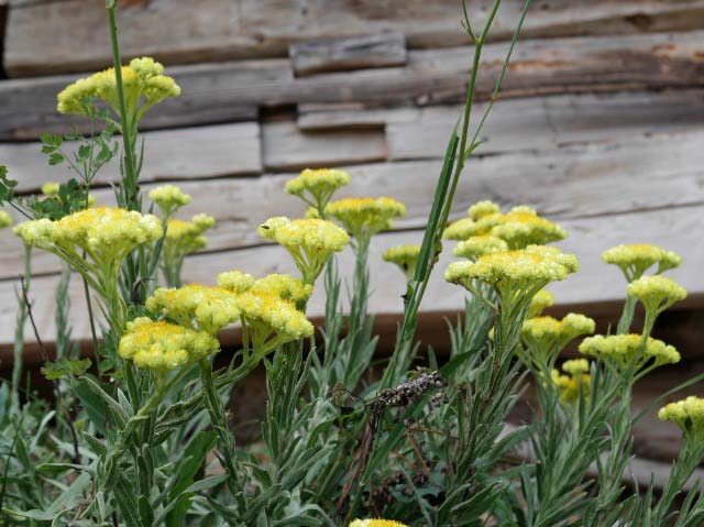 Helichrysum armenium