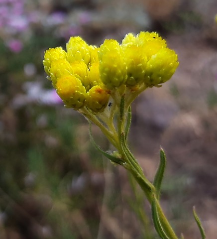 Helichrysum armenium