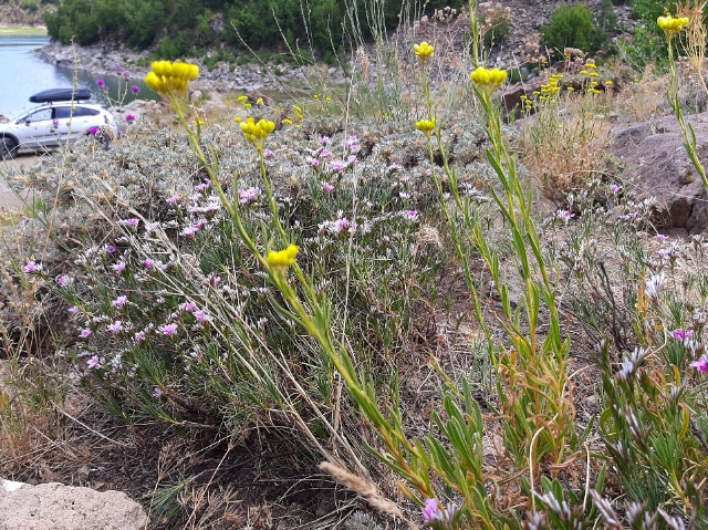 Helichrysum armenium