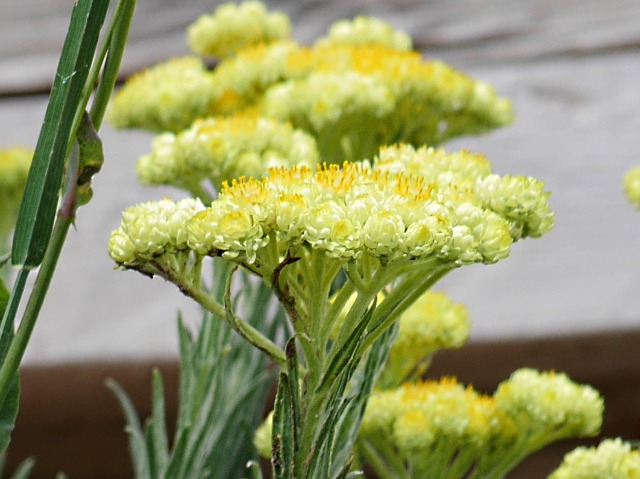 Helichrysum armenium