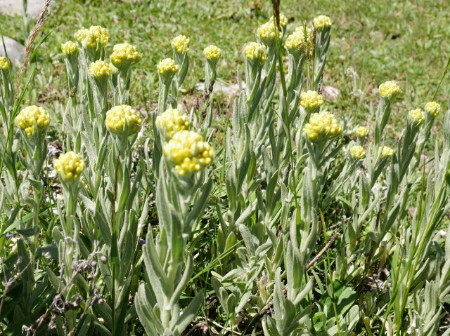 Helichrysum armenium