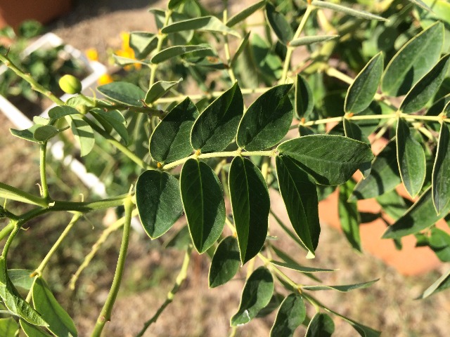 Cassia floribunda